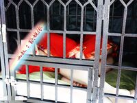 宗師級玩家SM界塔尖反差婊女奴【張婉依】地獄式重度調教乳頭穿釘、抽逼、電擊各種整活