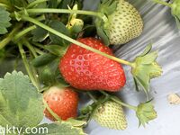 推特露出女神『Mingo愛露出』廣州高顏值人妻母狗露出啪啪私拍流出 大膽刺激 高清