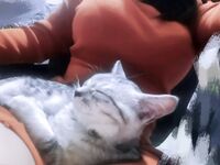 字母界女神『薈萃』帶壞淫戲調教母狗 露出訓犬捆綁 調教金屬光澤閃耀M奴之心 高清