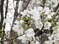 字母界女神『薈萃』帶壞淫戲調教母狗 露出訓犬捆綁 調教金屬光澤閃耀M奴之心 高清