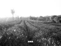 走另類情色唯美路線的攝影大咖AMA女體藝術私拍各種露臉極品反差美模觀感另一種滋味