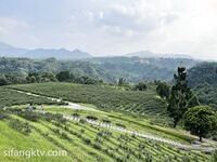 究極核彈 推特39萬粉絲網紅孕婦『雪莉』最強私拍 啪啪露出擠奶全操齊 高清