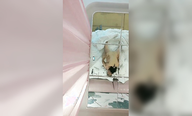 【淫妻性愛 完美露臉】極品御姐『美寶尤』最新激情性愛 野外啪啪忘情口交車震 人妻一臉陶醉的吃嘬舔裹老公的肉棒 (3)